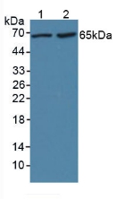 Lipopolysaccharide Binding Protein (LBP) Rat Polyclonal Antibody