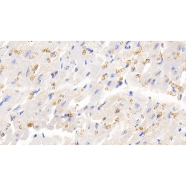 Hemoglobin (HB) Bovine (Cattle) Polyclonal Antibody