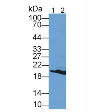 Hemoglobin (HB) Mouse Polyclonal Antibody