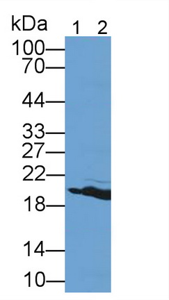 Hemoglobin (HB) Mouse Polyclonal Antibody