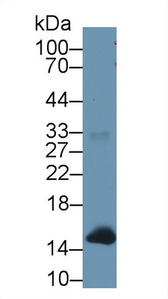 Hemoglobin (HB) Rhesus monkey (Simian) Polyclonal Antibody