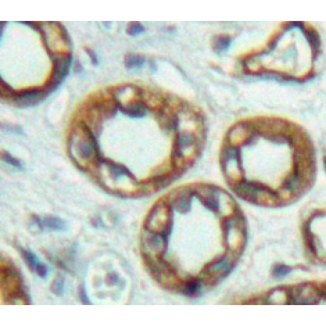 Adenylate Cyclase 6 (ADCY6) Human Polyclonal Antibody