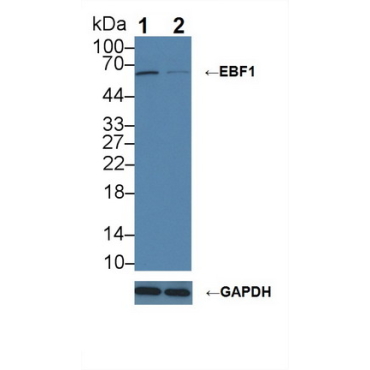 Early B-Cell Factor 1 (EBF1) Human Polyclonal Antibody
