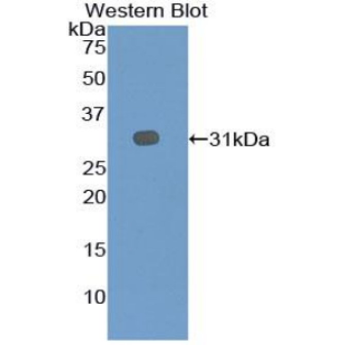 Early B-Cell Factor 2 (EBF2) Human Polyclonal Antibody