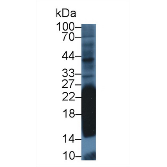 Cluster Of Differentiation 99 (CD99) Mouse Polyclonal Antibody