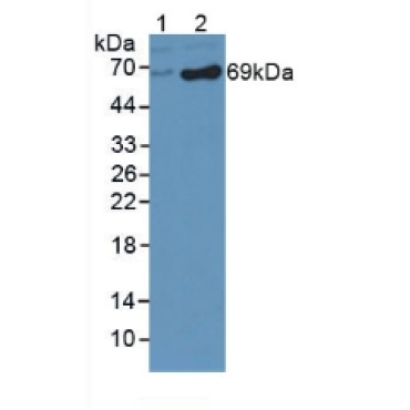 Dopamine Beta Hydroxylase (DbH) Human Polyclonal Antibody