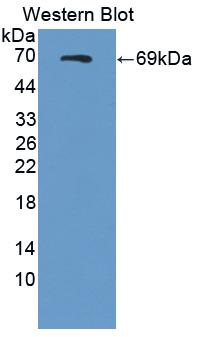 Semaphorin 4D (SEMA4D) Rat Polyclonal Antibody