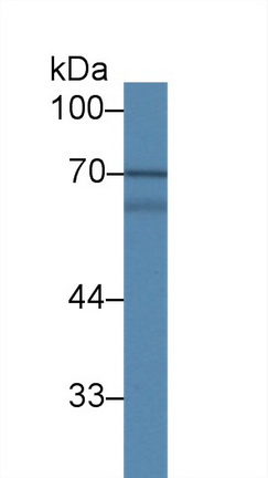 Mitogen Activated Protein Kinase 7 (MAPK7) Human Polyclonal Antibody