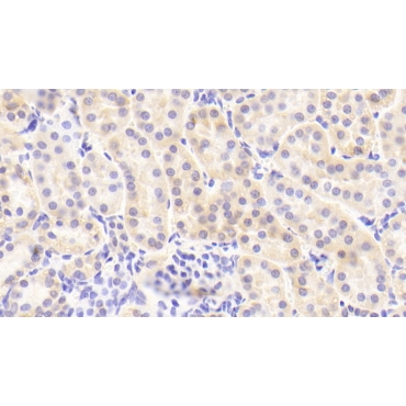 Immunoglobulin Superfamily, Member 2 (IGSF2) Human Polyclonal Antibody