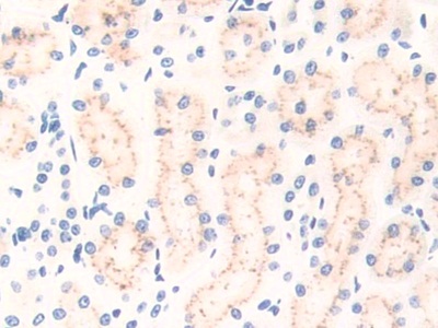 Immunoglobulin Superfamily, Member 2 (IGSF2) Rat Polyclonal Antibody