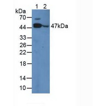 Enolase 3 (ENO3) Chicken (Gallus) Polyclonal Antibody