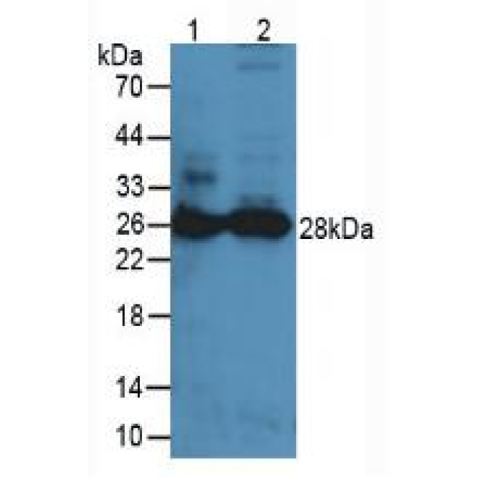 Proteinase 3 (PR3) Mouse Polyclonal Antibody