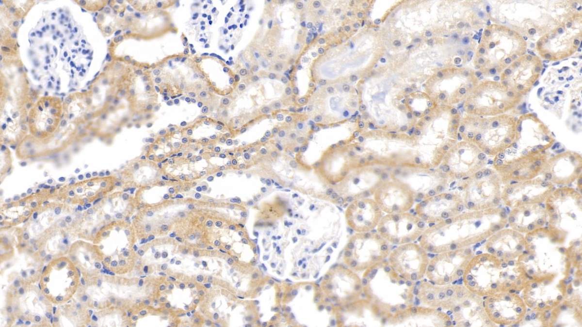 Proteinase 3 (PR3) Rat Polyclonal Antibody