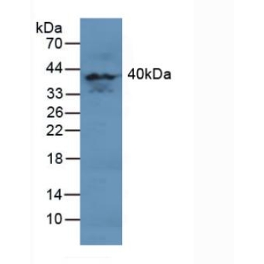 Mitogen Activated Protein Kinase 11 (MAPK11) Human Polyclonal Antibody