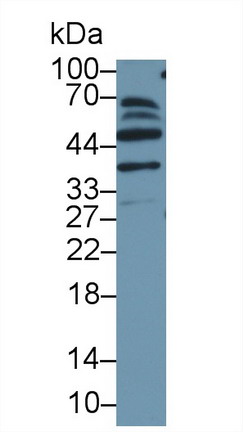 Macrophage Erythroblast Attacher (MAEA) Human Polyclonal Antibody