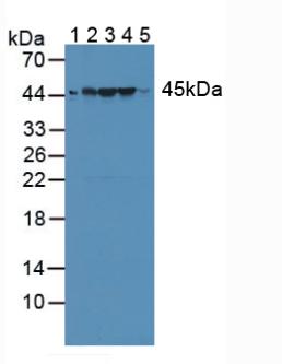 Ribonuclease Inhibitor (RI) Rat Polyclonal Antibody
