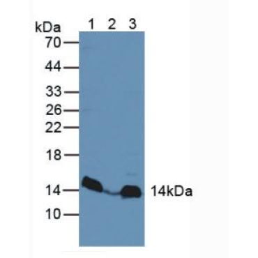 Mitogen Activated Protein Kinase Scaffold Protein 1 (MAPKSP1) Human Polyclonal Antibody