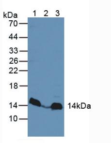 Mitogen Activated Protein Kinase Scaffold Protein 1 (MAPKSP1) Human Polyclonal Antibody