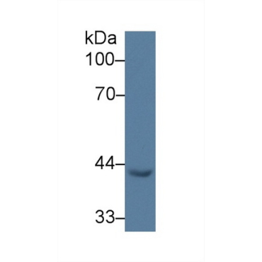 Early Growth Response Protein 3 (EGR3) Human Polyclonal Antibody