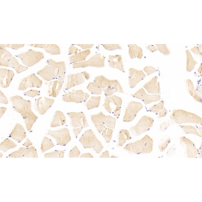 Acetylcholinesterase (ACHE) Mouse Polyclonal Antibody