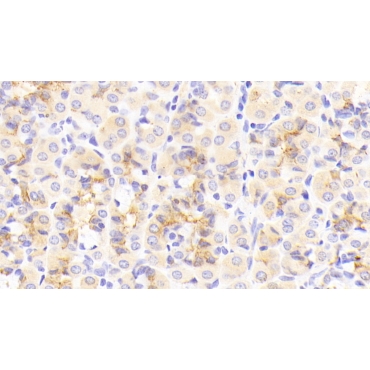 Semaphorin 7A (SEMA7A) Human Polyclonal Antibody