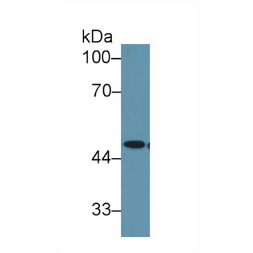 Enolase 1 (ENO1) Bovine (Cattle) Polyclonal Antibody