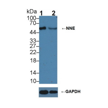 Enolase 1 (ENO1) Mouse Polyclonal Antibody