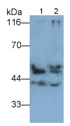Pancreatic Lipase (PL) Rat Polyclonal Antibody