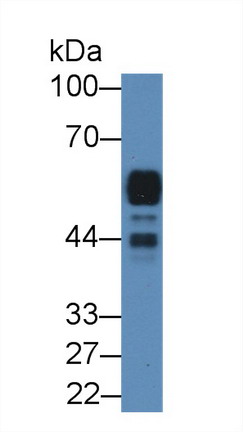 Amylase, Alpha 2A (AMY2A) Rat Polyclonal Antibody