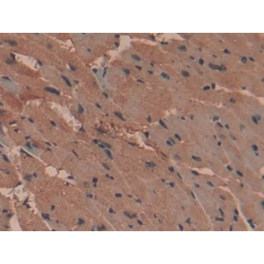 Aminopeptidase B (RNPEP) Mouse Polyclonal Antibody