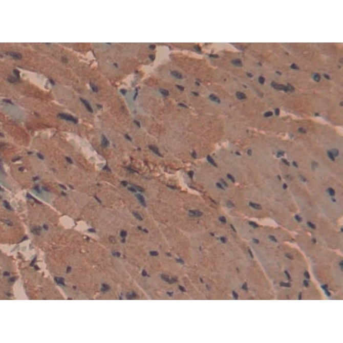 Aminopeptidase B (RNPEP) Mouse Polyclonal Antibody