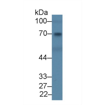 Cluster Of Differentiation 109 (CD109) Mouse Polyclonal Antibody