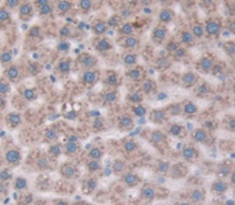 Cluster Of Differentiation 109 (CD109) Rat Polyclonal Antibody