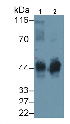 Ovalbumin (OVA) Pan-species (General) Polyclonal Antibody