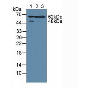 MAP Kinase Activated Protein Kinase 2 (MAPKAPK2) Human Polyclonal Antibody