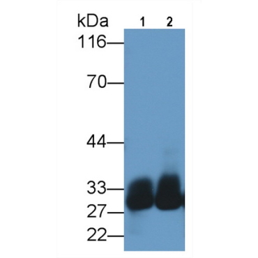 Azurocidin (AZU) Human Polyclonal Antibody