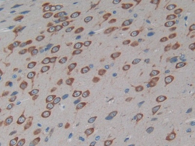 Connexin 40 (CX40) Rat Polyclonal Antibody