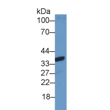 Connexin 37 (CX37) Human Polyclonal Antibody