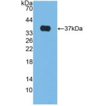 Alkaline Phosphatase (ALP) Bovine (Cattle) Polyclonal Antibody