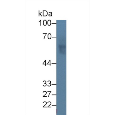 Nectin 2 (NECTIN2) Human Polyclonal Antibody