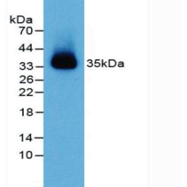 Nectin 2 (NECTIN2) Mouse Polyclonal Antibody