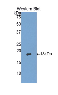 Matrix Gla Protein (MGP) Rat Polyclonal Antibody