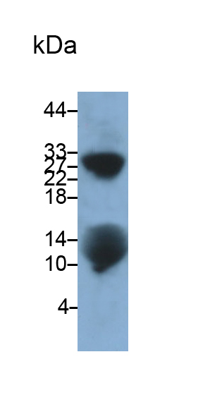 Matrix Gla Protein (MGP) Rat Polyclonal Antibody