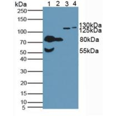 N-cadherin (NCAD) Human Polyclonal Antibody