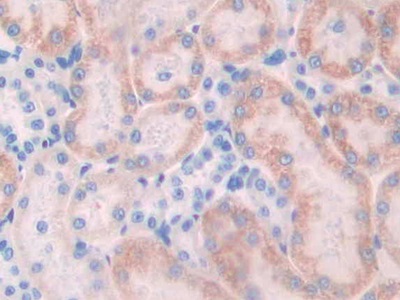 N-cadherin (NCAD) Rat Polyclonal Antibody