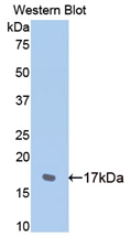 N-cadherin (NCAD) Rat Polyclonal Antibody