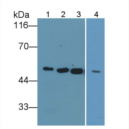 Salivary Alpha Amylase (AMY1A) Mouse Polyclonal Antibody