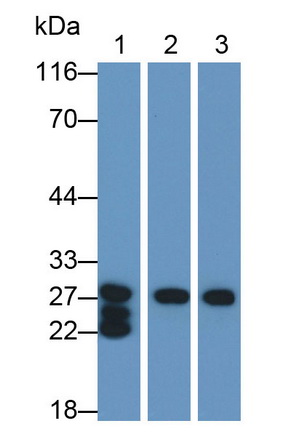 Pancreatic Elastase 1 (ELA1) Mouse Polyclonal Antibody