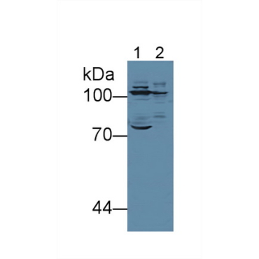 Colony Stimulating Factor Receptor, Macrophage (MCSFR) Mouse Polyclonal Antibody