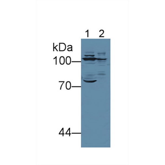 Colony Stimulating Factor Receptor, Macrophage (MCSFR) Mouse Polyclonal Antibody